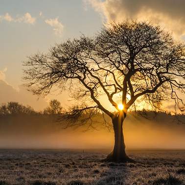tree